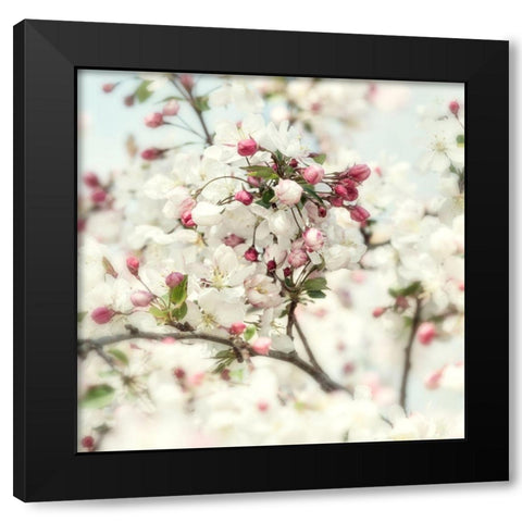 Pink Blossom 2 Black Modern Wood Framed Art Print by Poinski, Dianne