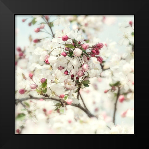 Pink Blossom 2 Black Modern Wood Framed Art Print by Poinski, Dianne