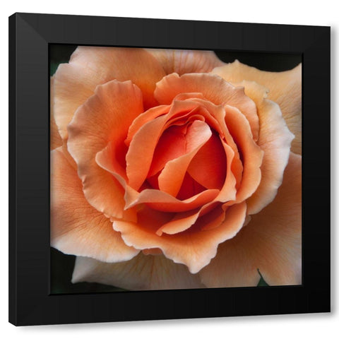 Rose 1 Black Modern Wood Framed Art Print with Double Matting by Poinski, Dianne