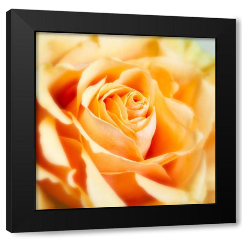 Rose 2 Black Modern Wood Framed Art Print with Double Matting by Poinski, Dianne