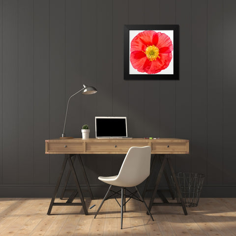 Vermilion Poppy Black Modern Wood Framed Art Print by Poinski, Dianne