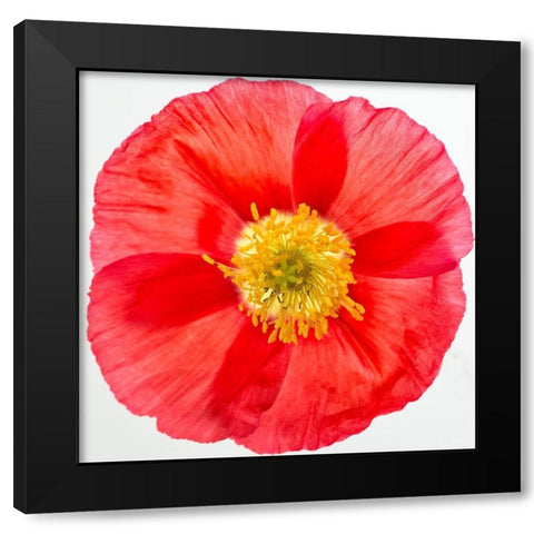 Vermilion Poppy Black Modern Wood Framed Art Print by Poinski, Dianne