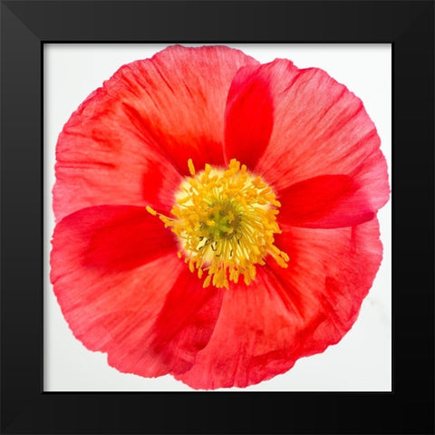 Vermilion Poppy Black Modern Wood Framed Art Print by Poinski, Dianne