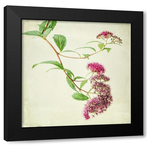 Vintage Pink Black Modern Wood Framed Art Print with Double Matting by Poinski, Dianne