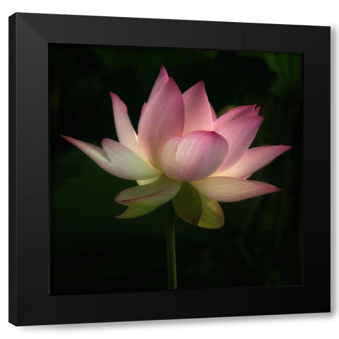 Illumination 1 Black Modern Wood Framed Art Print by Poinski, Dianne