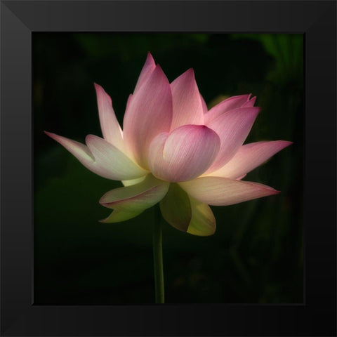 Illumination 1 Black Modern Wood Framed Art Print by Poinski, Dianne