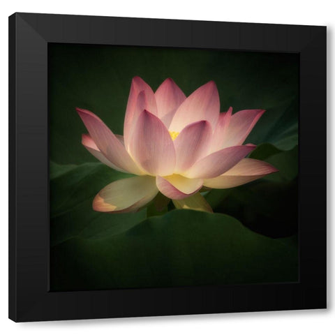 Illumination 2 Black Modern Wood Framed Art Print by Poinski, Dianne