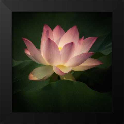 Illumination 2 Black Modern Wood Framed Art Print by Poinski, Dianne