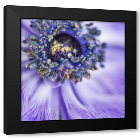 Spring anemone I Black Modern Wood Framed Art Print by Poinski, Dianne