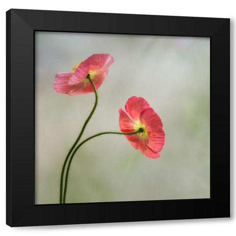 Two Poppies Black Modern Wood Framed Art Print with Double Matting by Poinski, Dianne