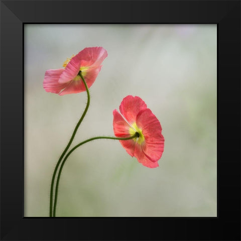 Two Poppies Black Modern Wood Framed Art Print by Poinski, Dianne