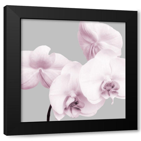 Pink Orchids 1 Black Modern Wood Framed Art Print by Poinski, Dianne