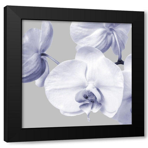 Lilac Orchids 2 Black Modern Wood Framed Art Print with Double Matting by Poinski, Dianne