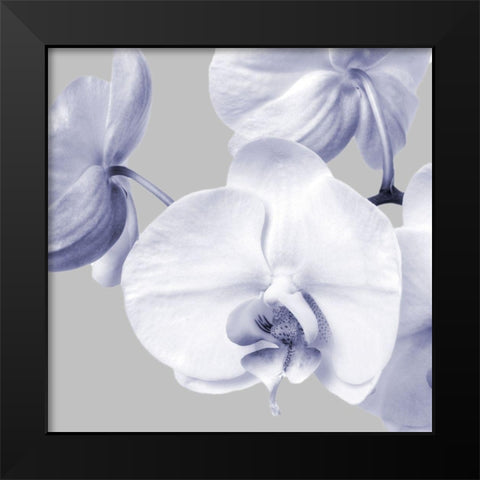 Lilac Orchids 2 Black Modern Wood Framed Art Print by Poinski, Dianne