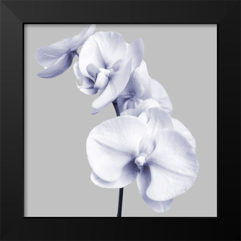 Lilac Orchids 3 Black Modern Wood Framed Art Print by Poinski, Dianne