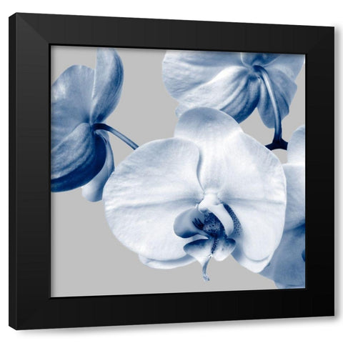 Indigo Orchids 2 Black Modern Wood Framed Art Print by Poinski, Dianne