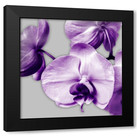 Vibrant Orchids 2 Black Modern Wood Framed Art Print by Poinski, Dianne