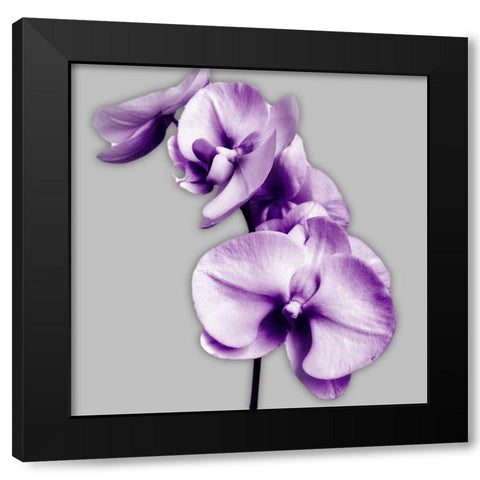 Vibrant Orchids 3 Black Modern Wood Framed Art Print with Double Matting by Poinski, Dianne