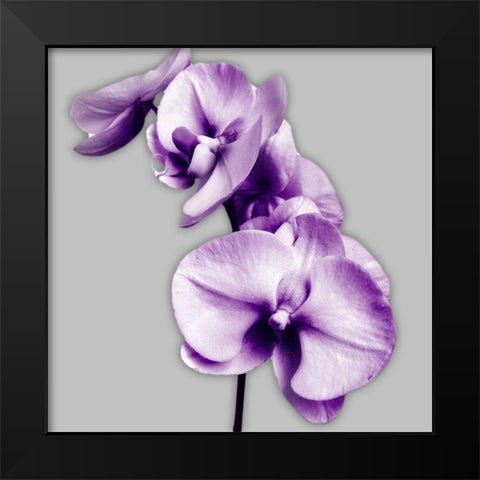 Vibrant Orchids 3 Black Modern Wood Framed Art Print by Poinski, Dianne