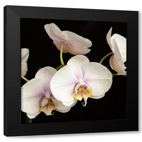 White Orchids 1 Black Modern Wood Framed Art Print by Poinski, Dianne