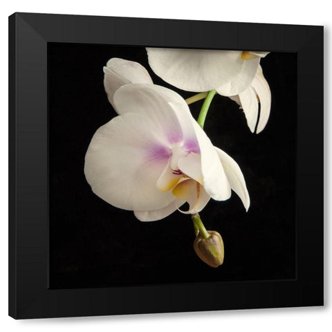 White Orchids 3 Black Modern Wood Framed Art Print by Poinski, Dianne