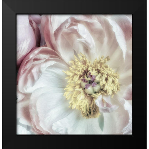 Dusty Bloom 3 Black Modern Wood Framed Art Print by Poinski, Dianne