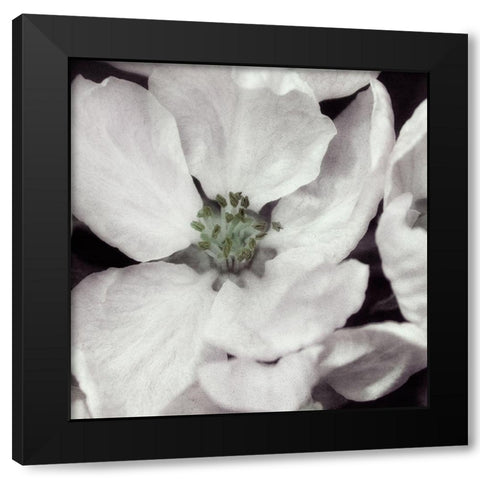 Soft Blossoms I Black Modern Wood Framed Art Print by Poinski, Dianne