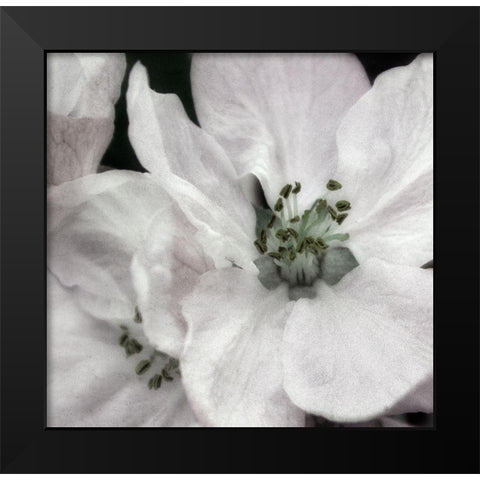 Soft Blossoms II Black Modern Wood Framed Art Print by Poinski, Dianne