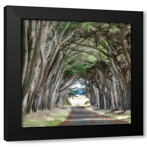 Cypress View II Black Modern Wood Framed Art Print by Poinski, Dianne