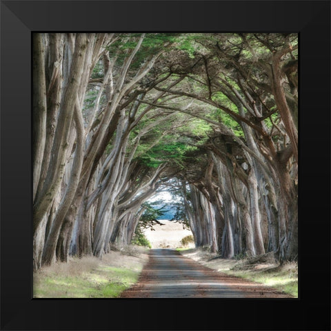Cypress View II Black Modern Wood Framed Art Print by Poinski, Dianne