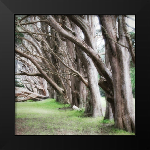 Cypress View IV Black Modern Wood Framed Art Print by Poinski, Dianne