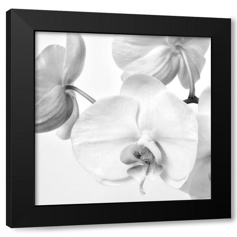 Simply Orchids 1 Black Modern Wood Framed Art Print with Double Matting by Poinski, Dianne