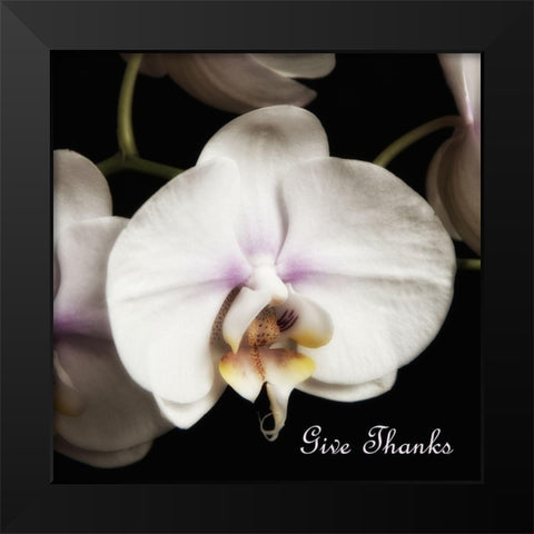 Give Thanks Orchids Black Modern Wood Framed Art Print by Poinski, Dianne