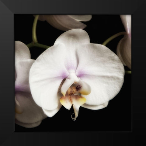 Delicate White Orchids 1 Black Modern Wood Framed Art Print by Poinski, Dianne