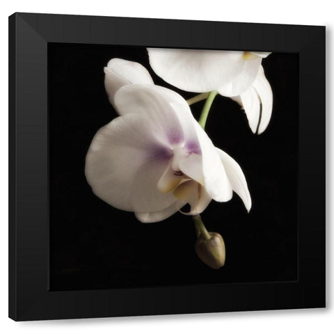 Delicate White Orchids 2 Black Modern Wood Framed Art Print by Poinski, Dianne