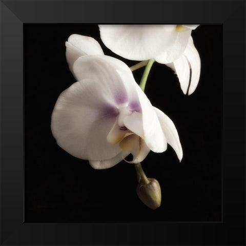 Delicate White Orchids 2 Black Modern Wood Framed Art Print by Poinski, Dianne