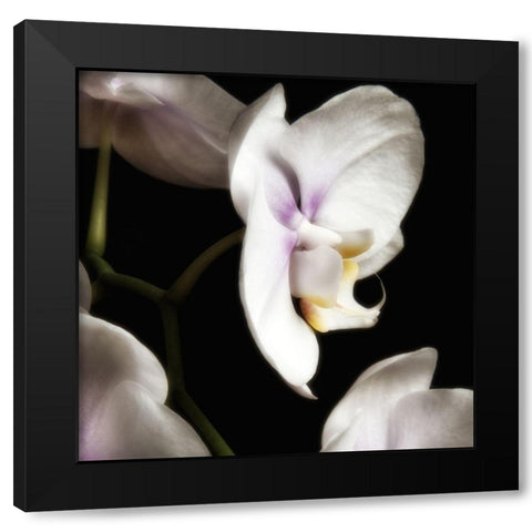 Delicate White Orchids 3 Black Modern Wood Framed Art Print with Double Matting by Poinski, Dianne