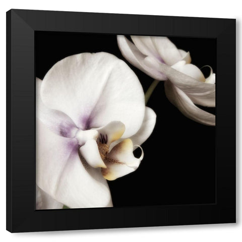 Delicate White Orchids 4 Black Modern Wood Framed Art Print by Poinski, Dianne