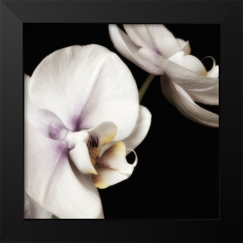Delicate White Orchids 4 Black Modern Wood Framed Art Print by Poinski, Dianne