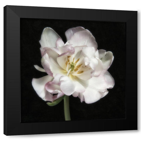 Perfect Petals 1 Square Black Modern Wood Framed Art Print with Double Matting by Poinski, Dianne