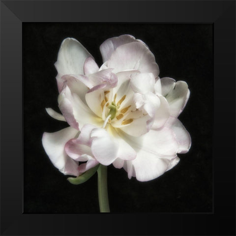 Perfect Petals 1 Square Black Modern Wood Framed Art Print by Poinski, Dianne