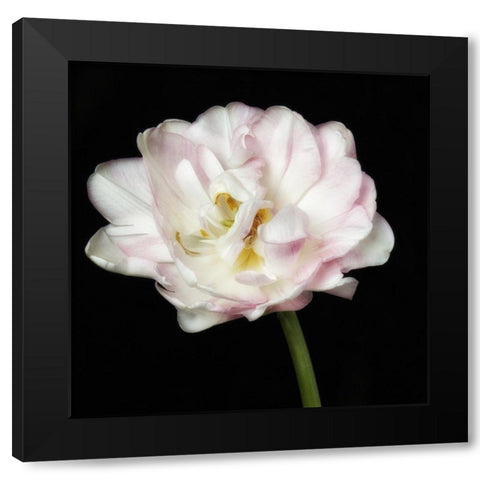 Perfect Petals 2 Square Black Modern Wood Framed Art Print with Double Matting by Poinski, Dianne