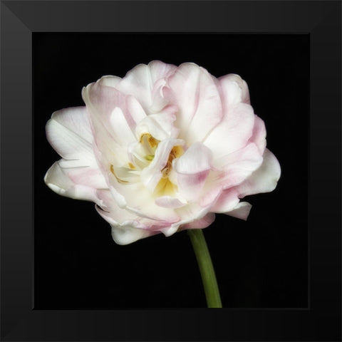 Perfect Petals 2 Square Black Modern Wood Framed Art Print by Poinski, Dianne