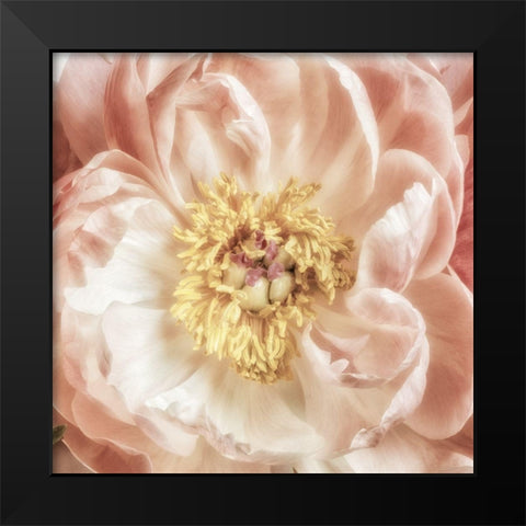 Exuberant Bloom 1 Black Modern Wood Framed Art Print by Poinski, Dianne