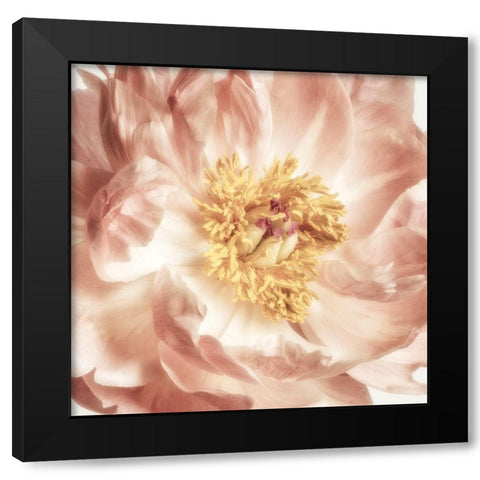 Exuberant Bloom 2 Black Modern Wood Framed Art Print with Double Matting by Poinski, Dianne