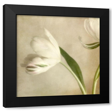 Ivory Blossom II Black Modern Wood Framed Art Print by Poinski, Dianne