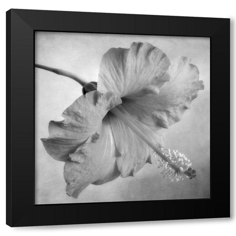 Black and White Hibiscus 2 Black Modern Wood Framed Art Print by Poinski, Dianne