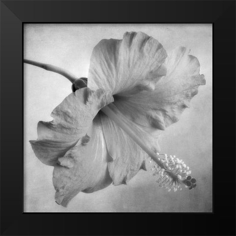 Black and White Hibiscus 2 Black Modern Wood Framed Art Print by Poinski, Dianne