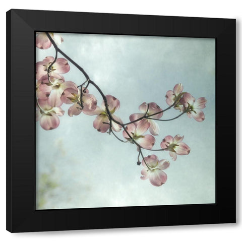 Pale Petals 1 Black Modern Wood Framed Art Print by Poinski, Dianne