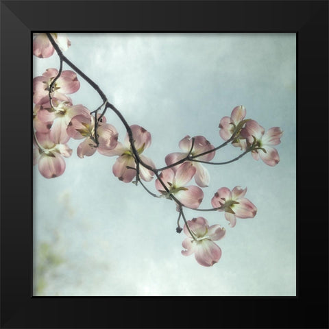 Pale Petals 1 Black Modern Wood Framed Art Print by Poinski, Dianne